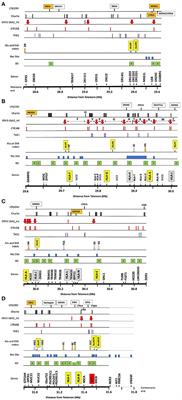 SNP-Density Crossover Maps of Polymorphic Transposable Elements and HLA Genes Within MHC Class I Haplotype Blocks and Junction